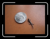 Tortola 131 * Baby Lizard! how tiny! * 2592 x 1944 * (2.08MB)